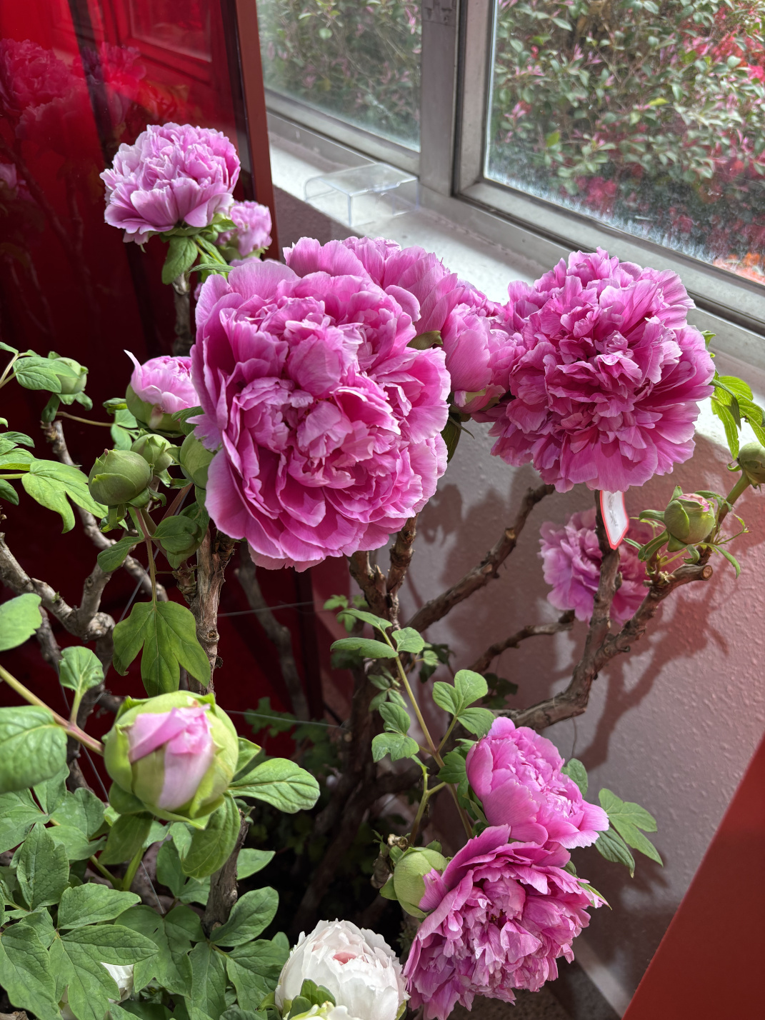 2025年2至3月:那些花儿,那些回忆