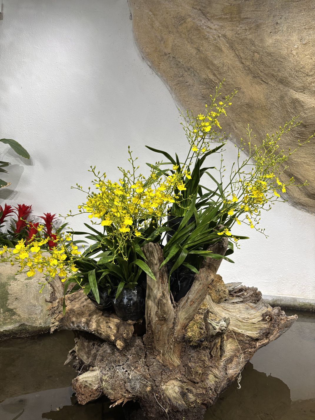 2025年2至3月:那些花儿,那些回忆