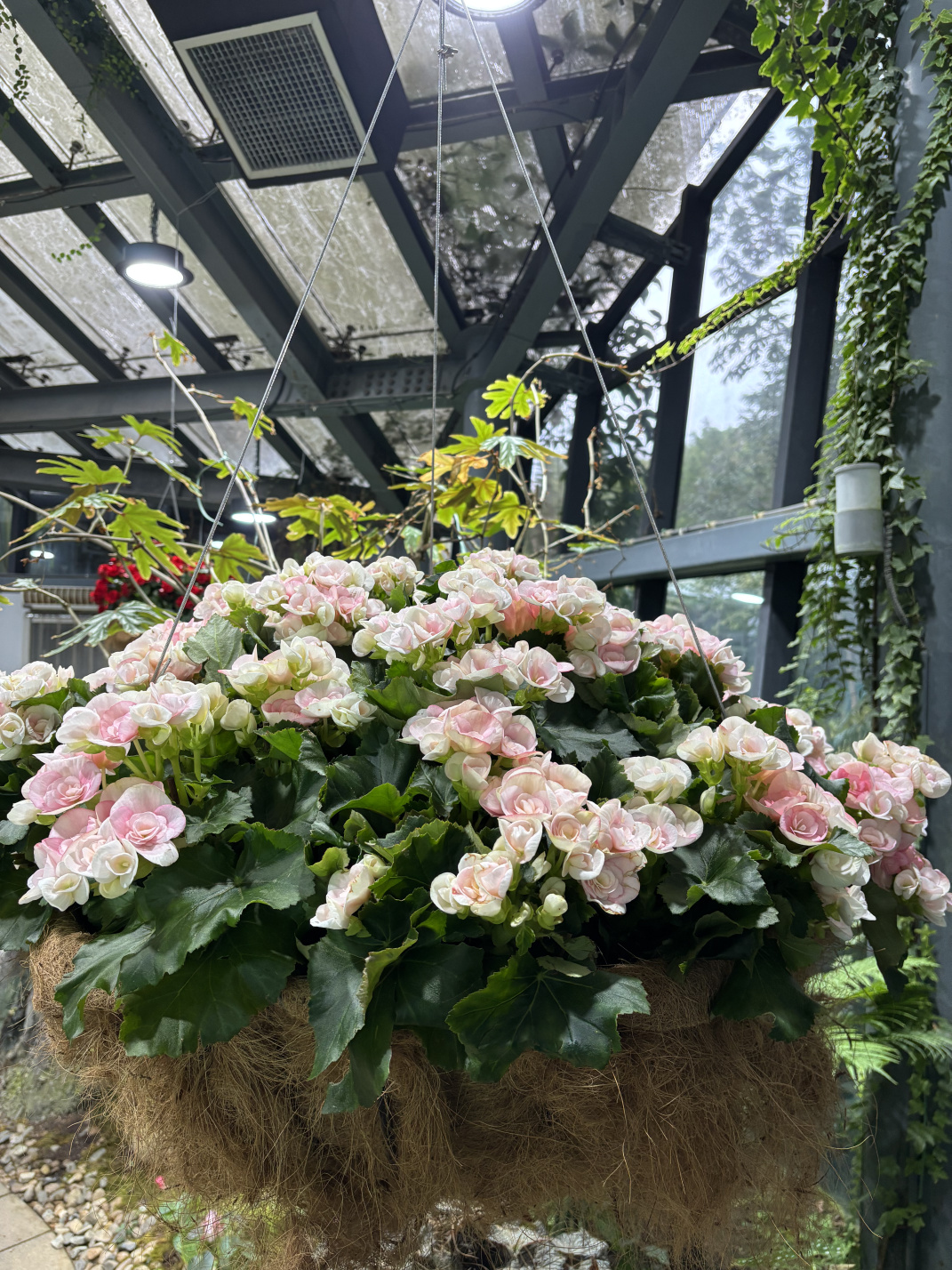 2025年2至3月:那些花儿,那些回忆