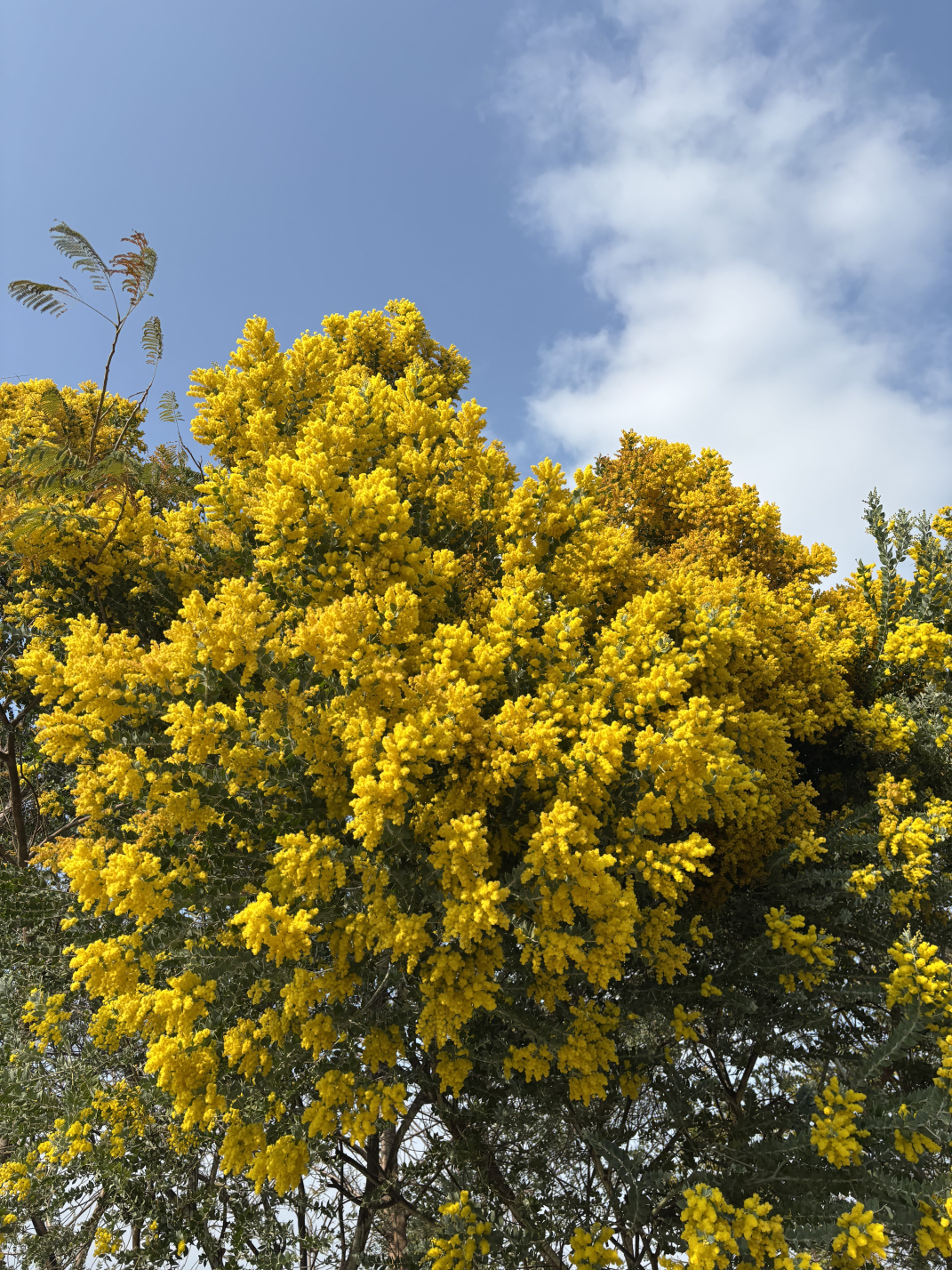 2025年2至3月:那些花儿,那些回忆