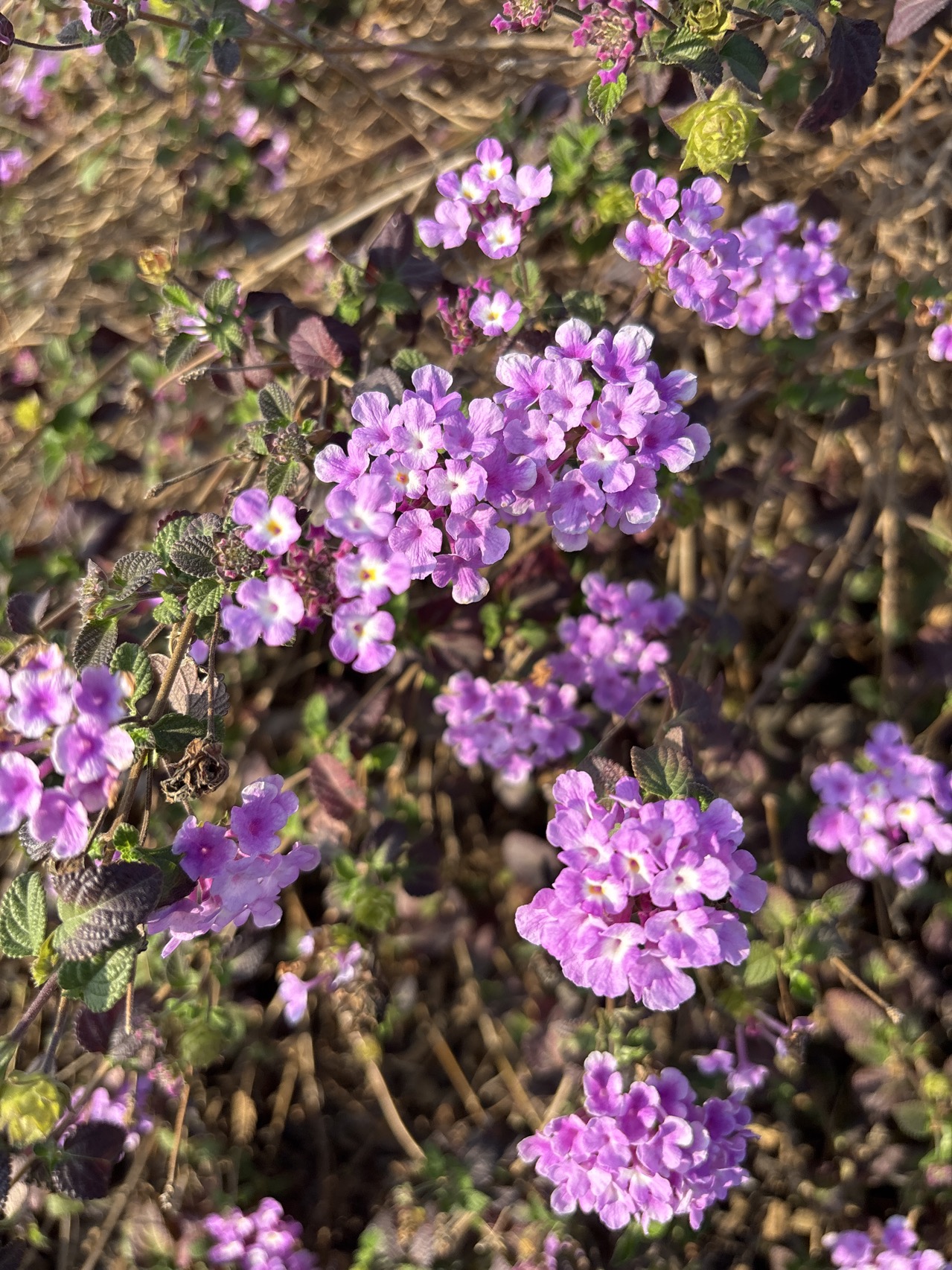 2025年2至3月：那些花儿，那些回忆