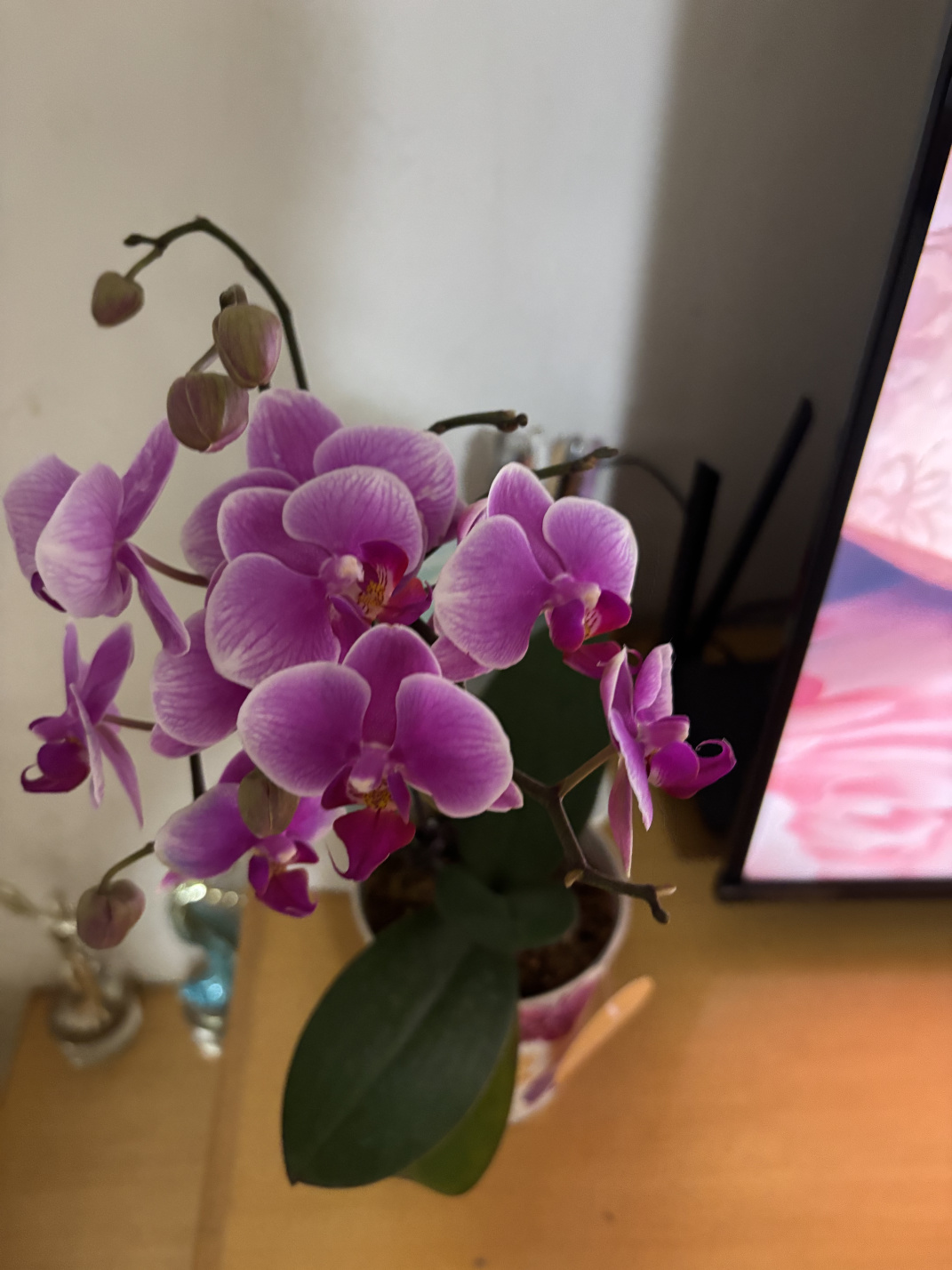 2025年2至3月:那些花儿,那些回忆