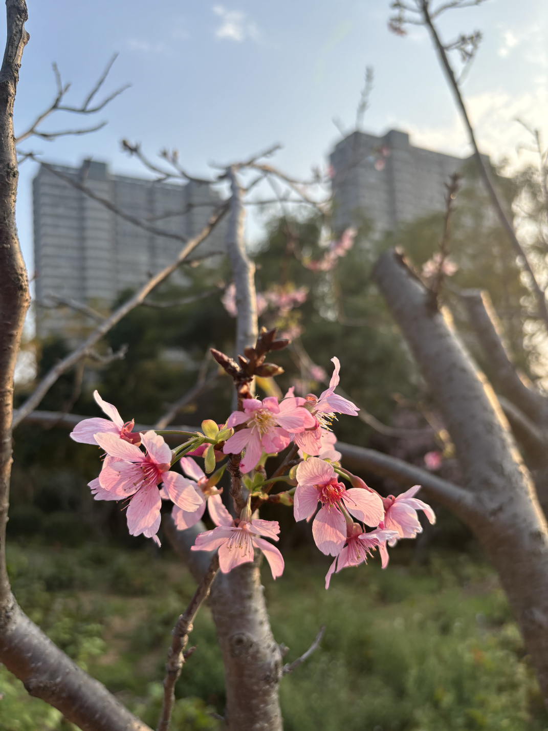 2025年2至3月:那些花儿,那些回忆