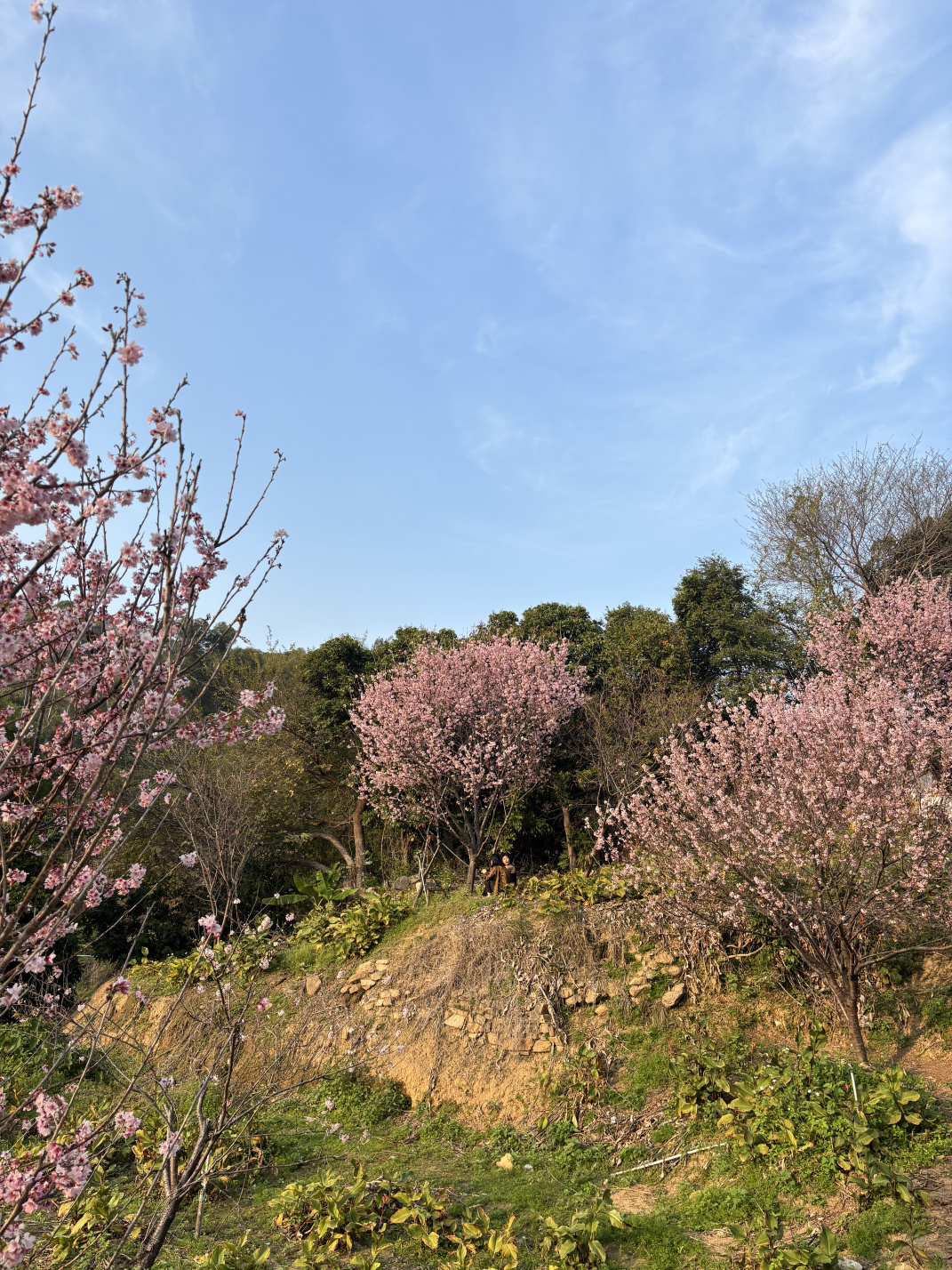 2025年2至3月:那些花儿,那些回忆