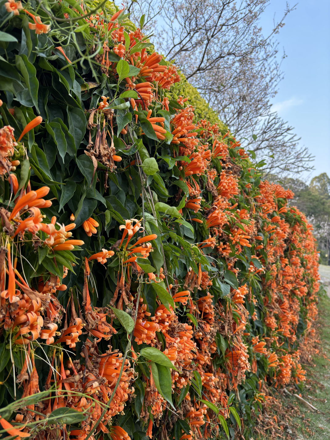 2025年2至3月:那些花儿,那些回忆