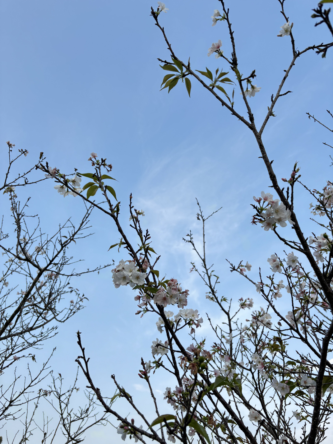 2025年2至3月:那些花儿,那些回忆