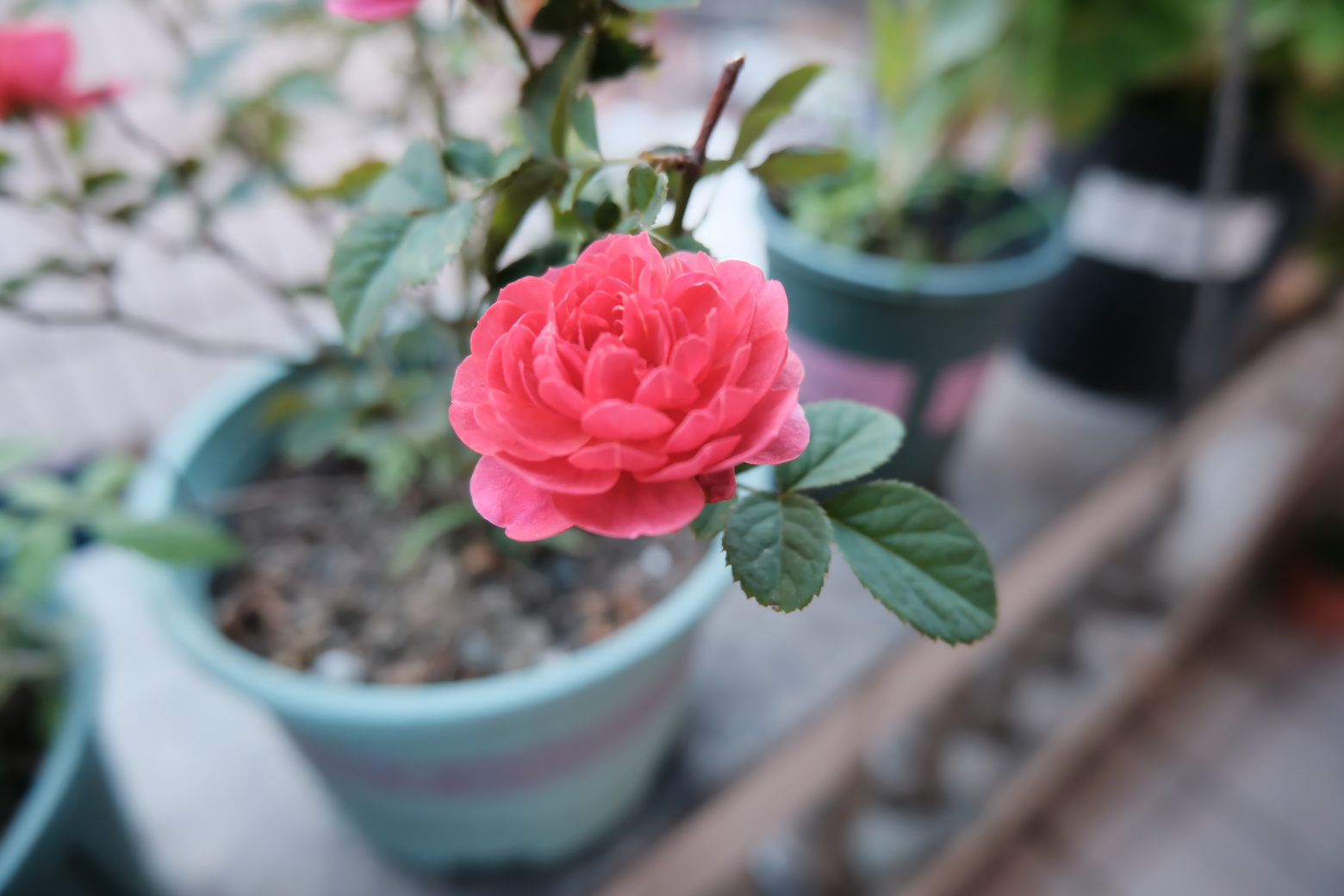 马銮湾公园 相机M档练习