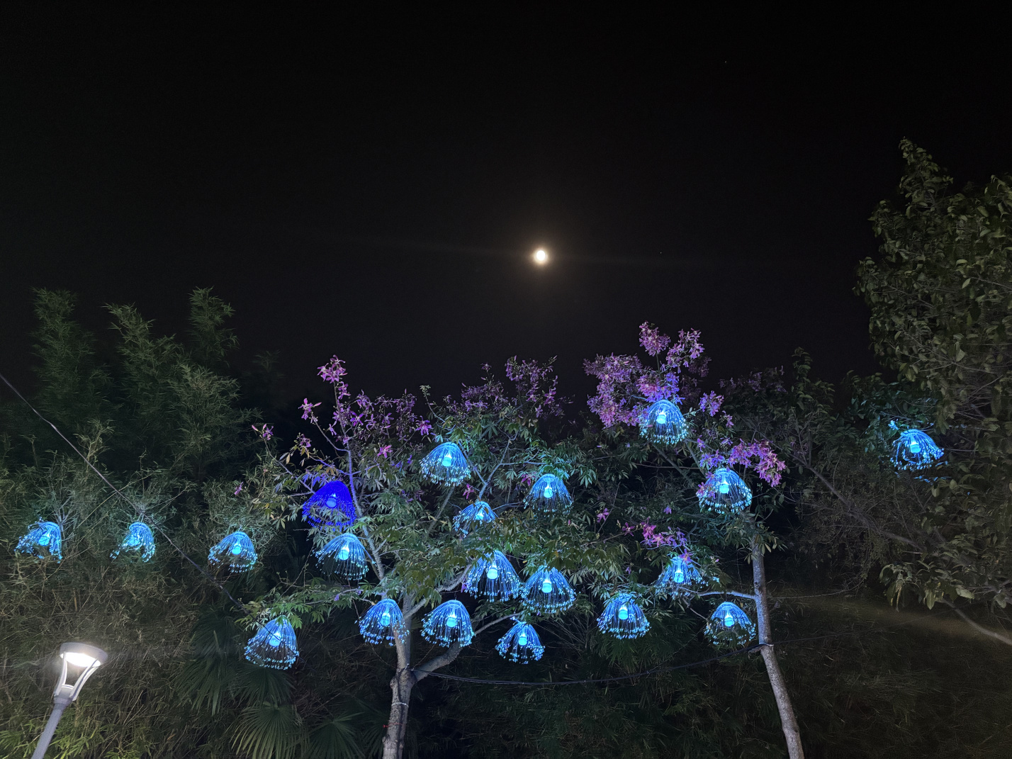 2025年园博苑中秋灯展