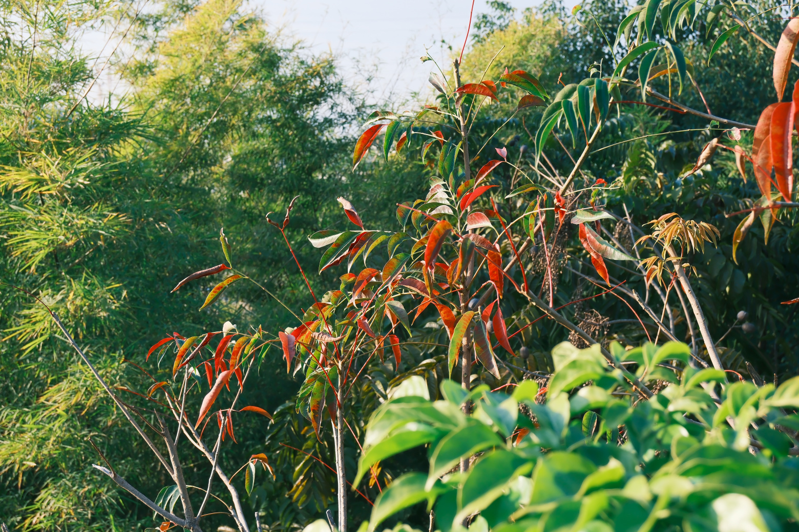 山海步道的粉花风铃木