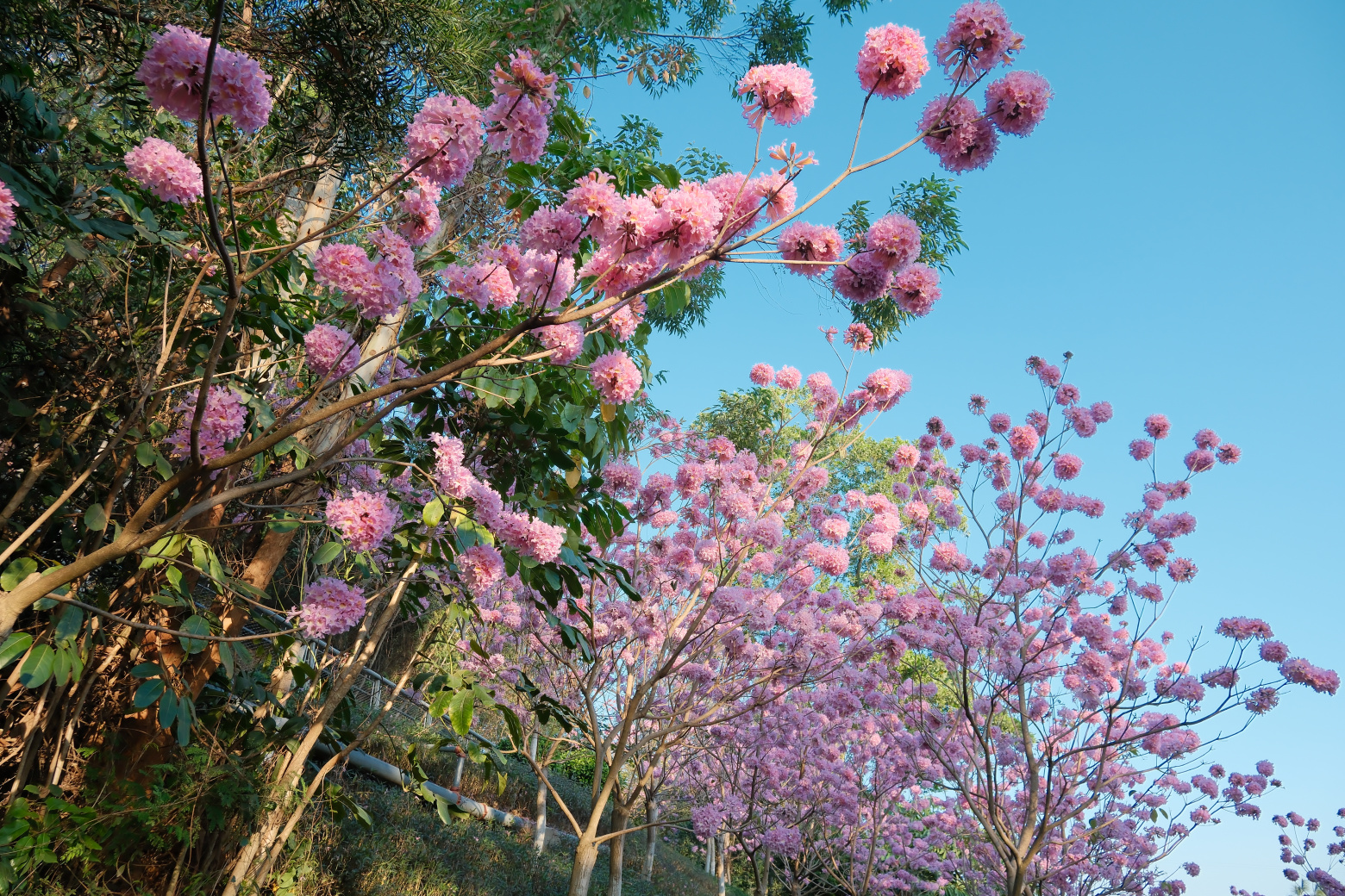 山海步道的粉花风铃木
