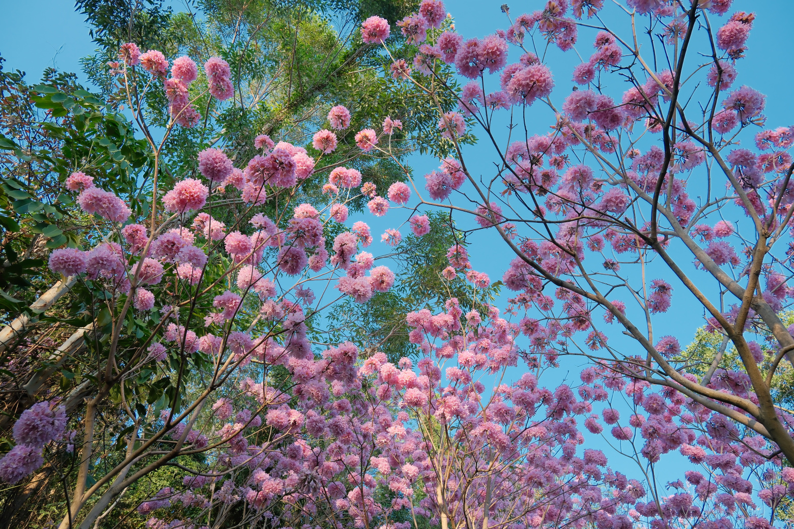 山海步道的粉花风铃木