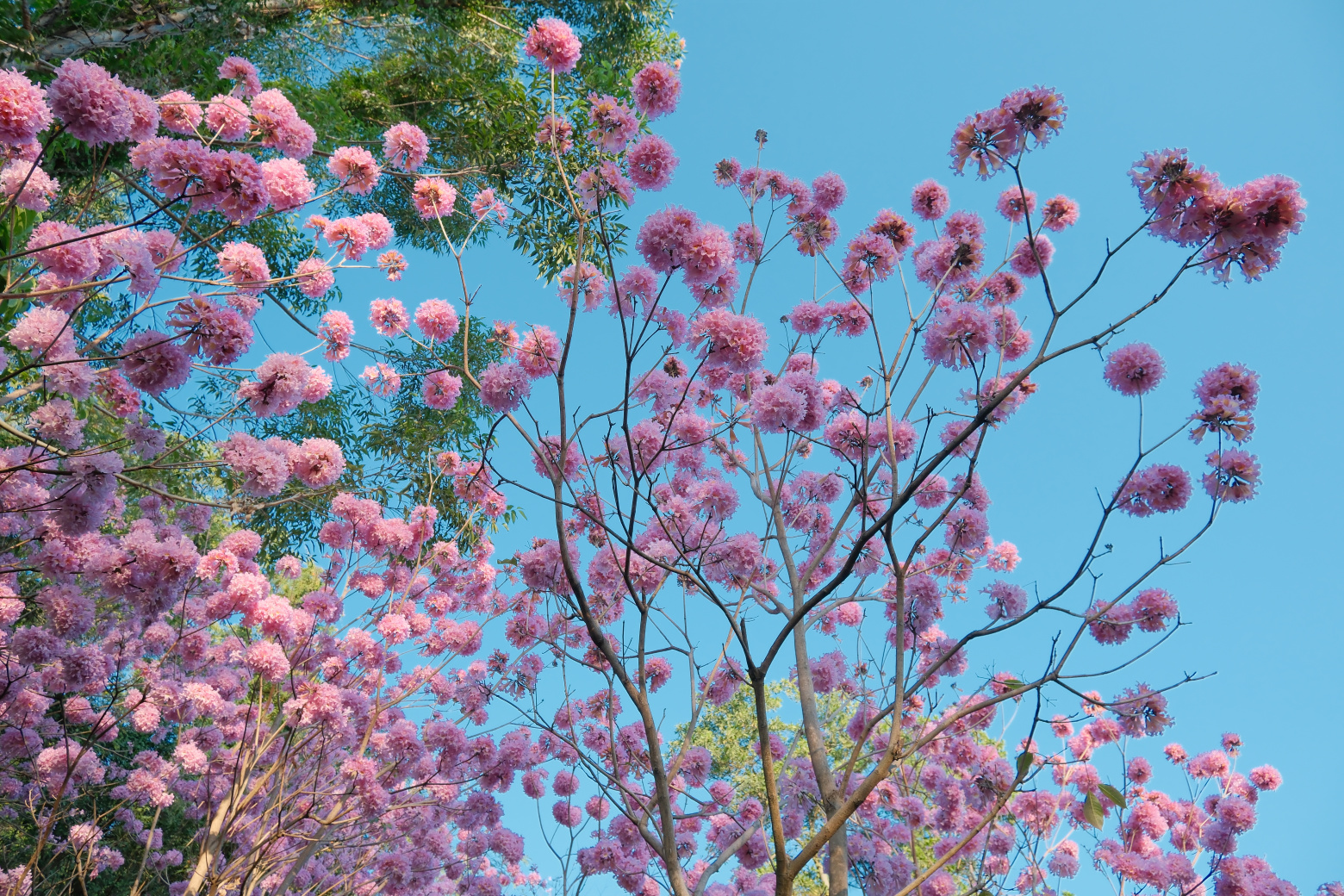 山海步道的粉花风铃木