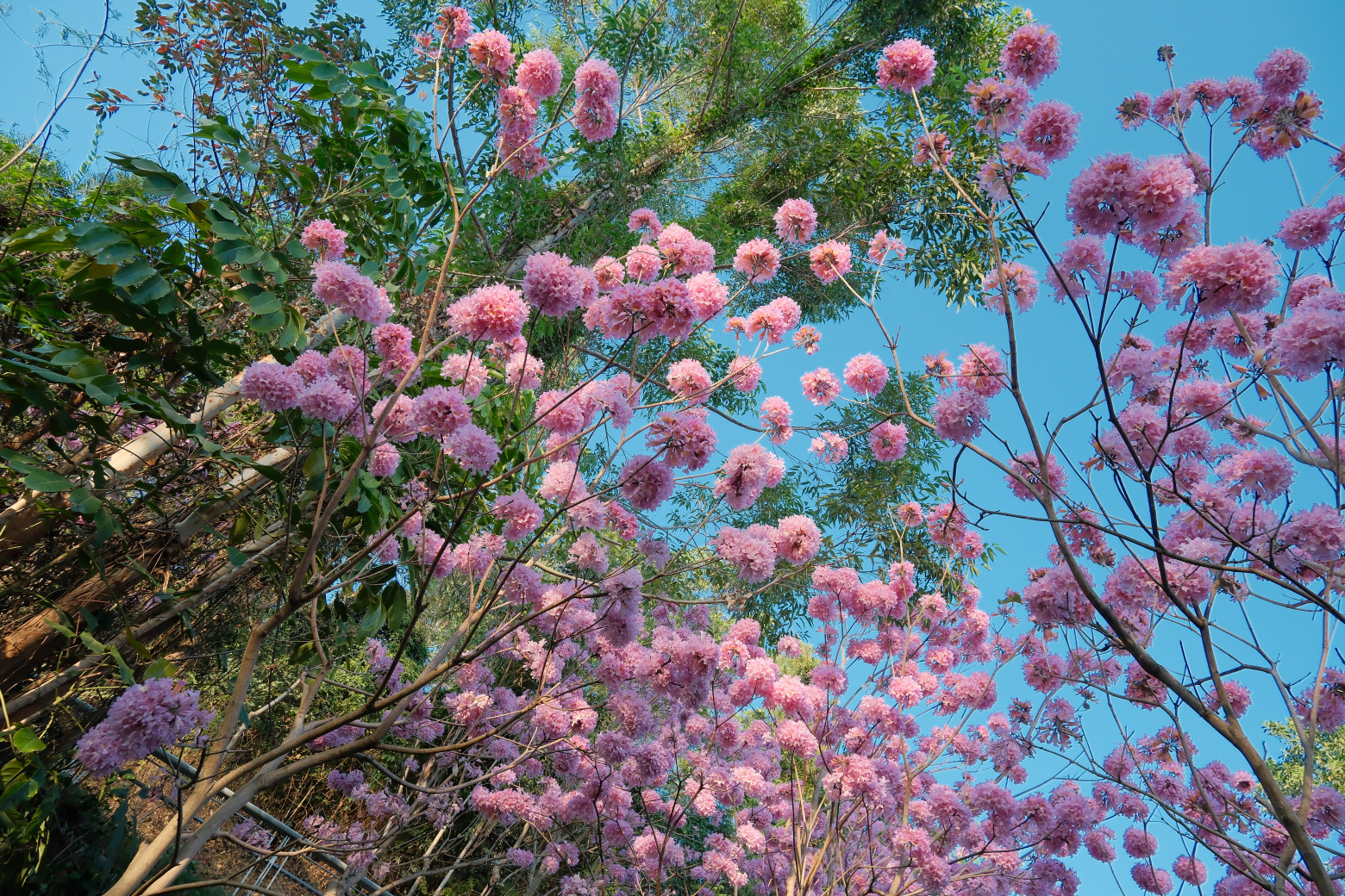 山海步道的粉花风铃木