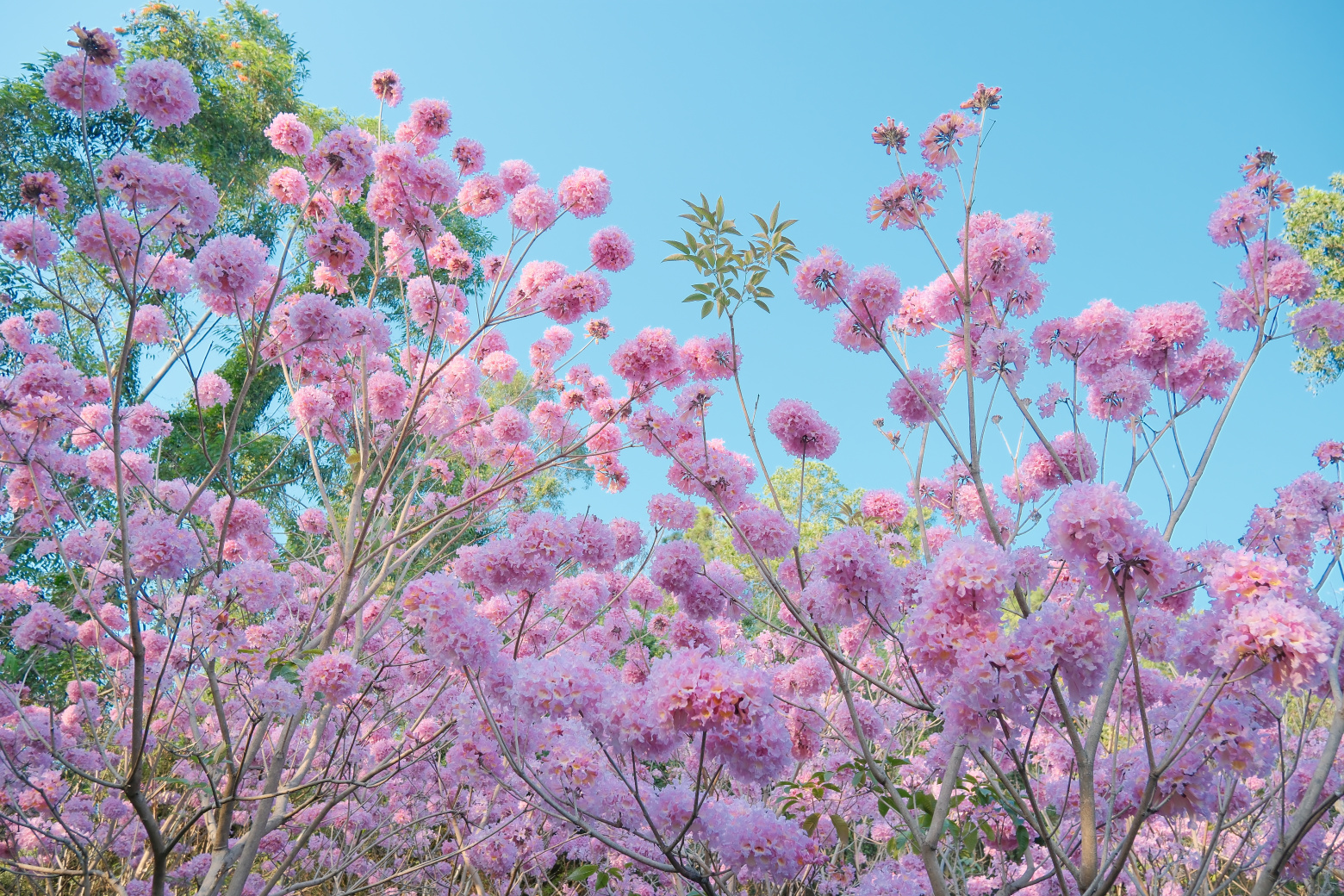 山海步道的粉花风铃木