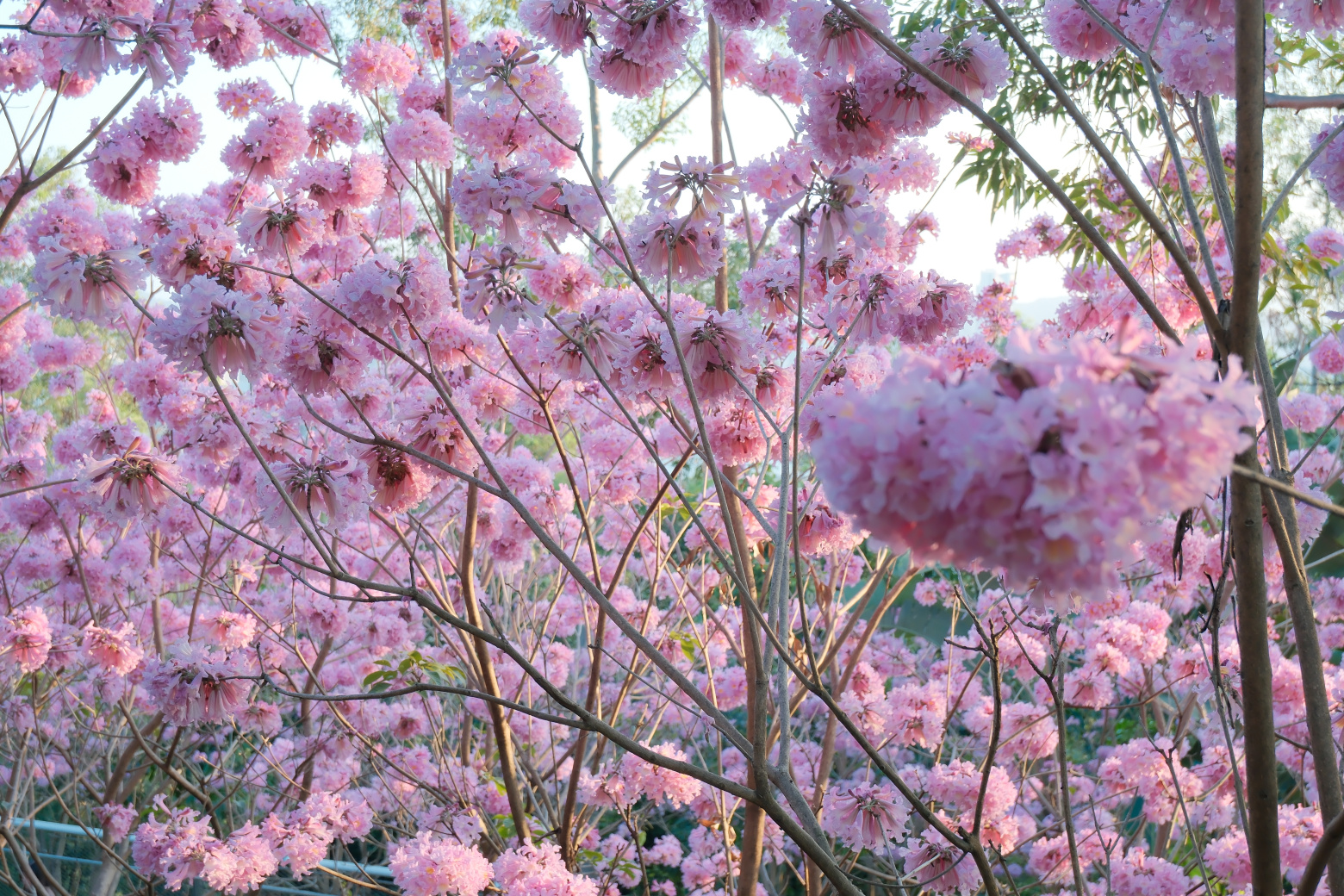 山海步道的粉花风铃木