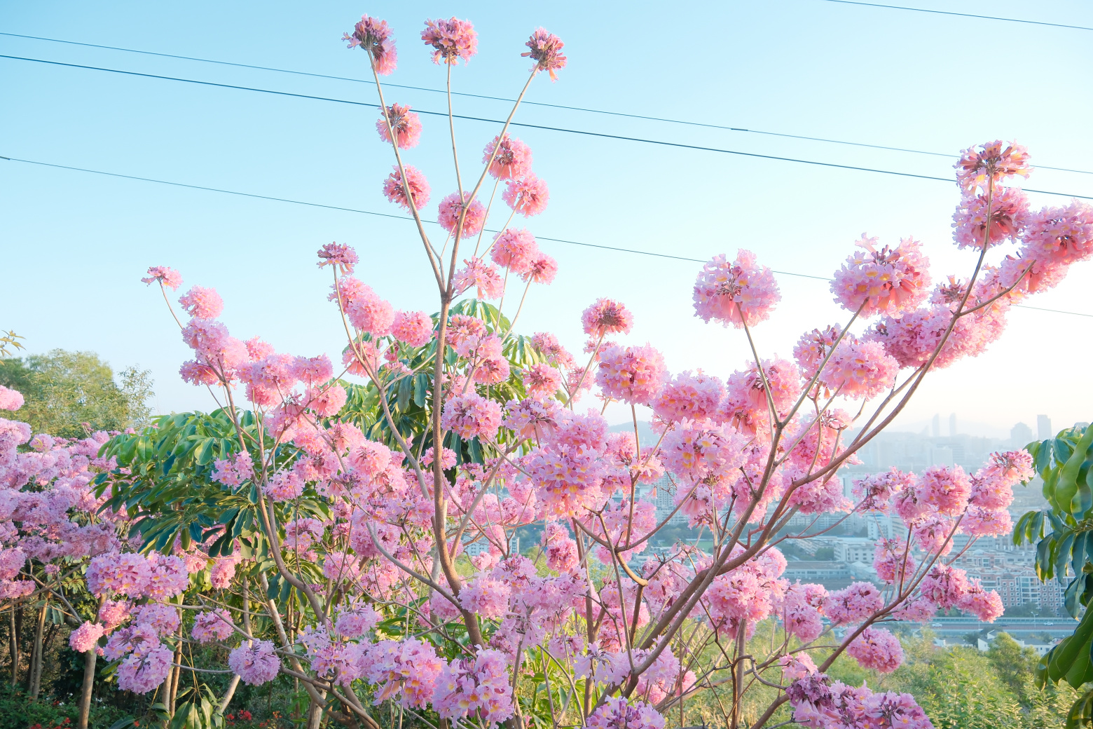 山海步道的粉花风铃木
