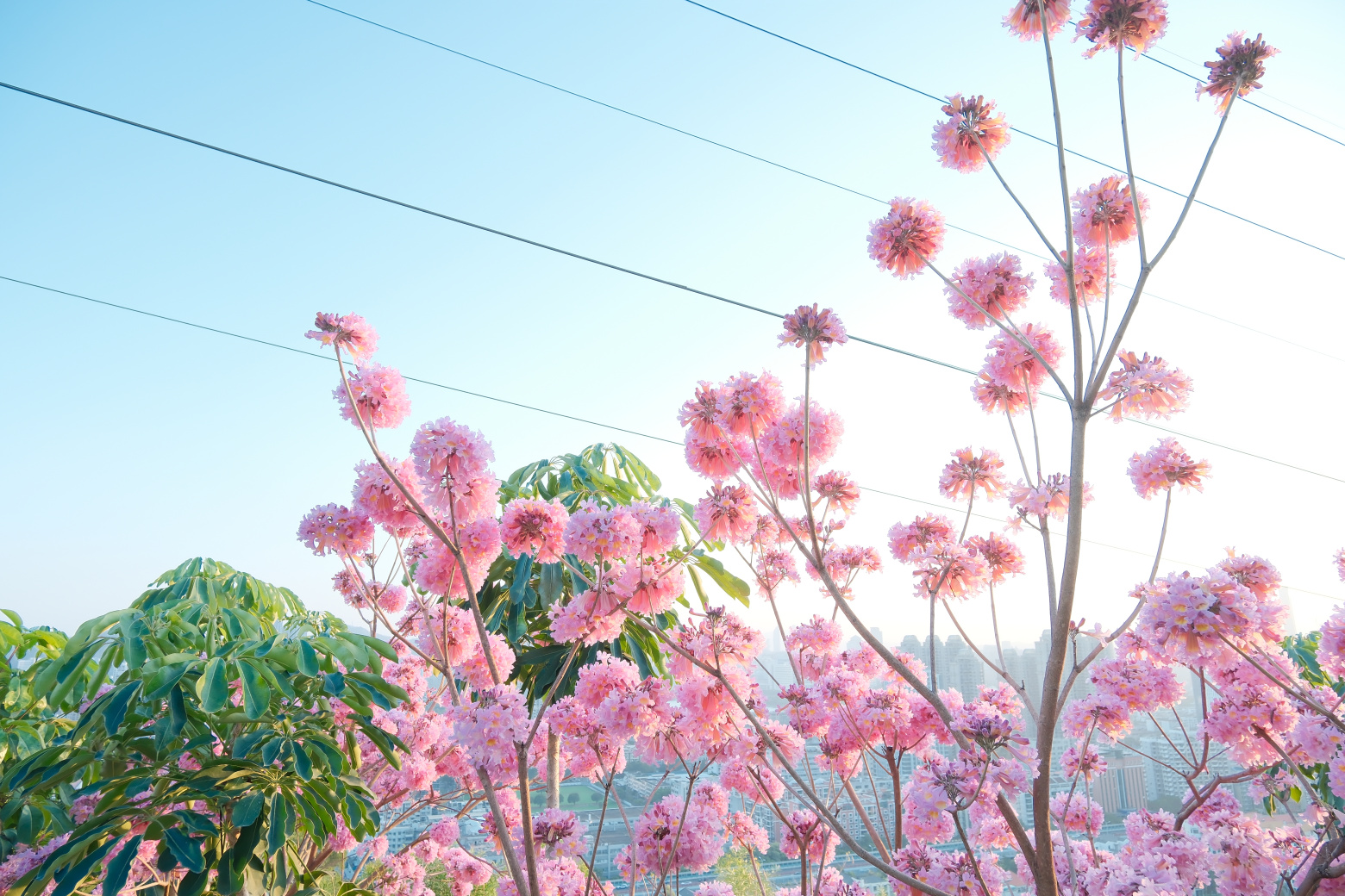 山海步道的粉花风铃木