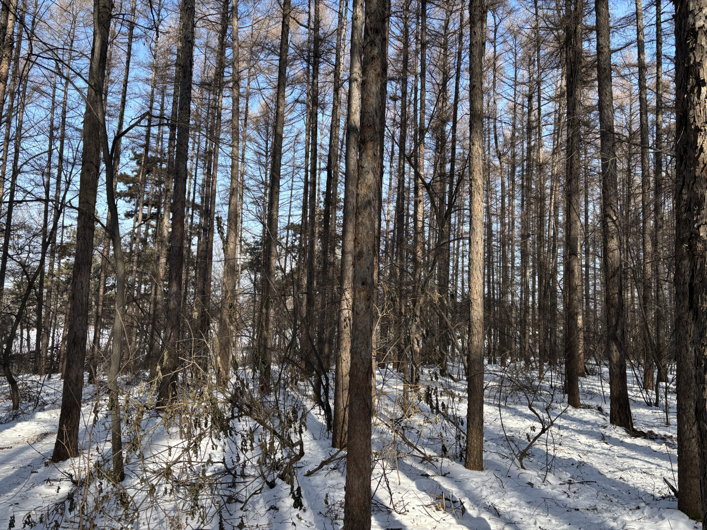 寒假带娃东北游