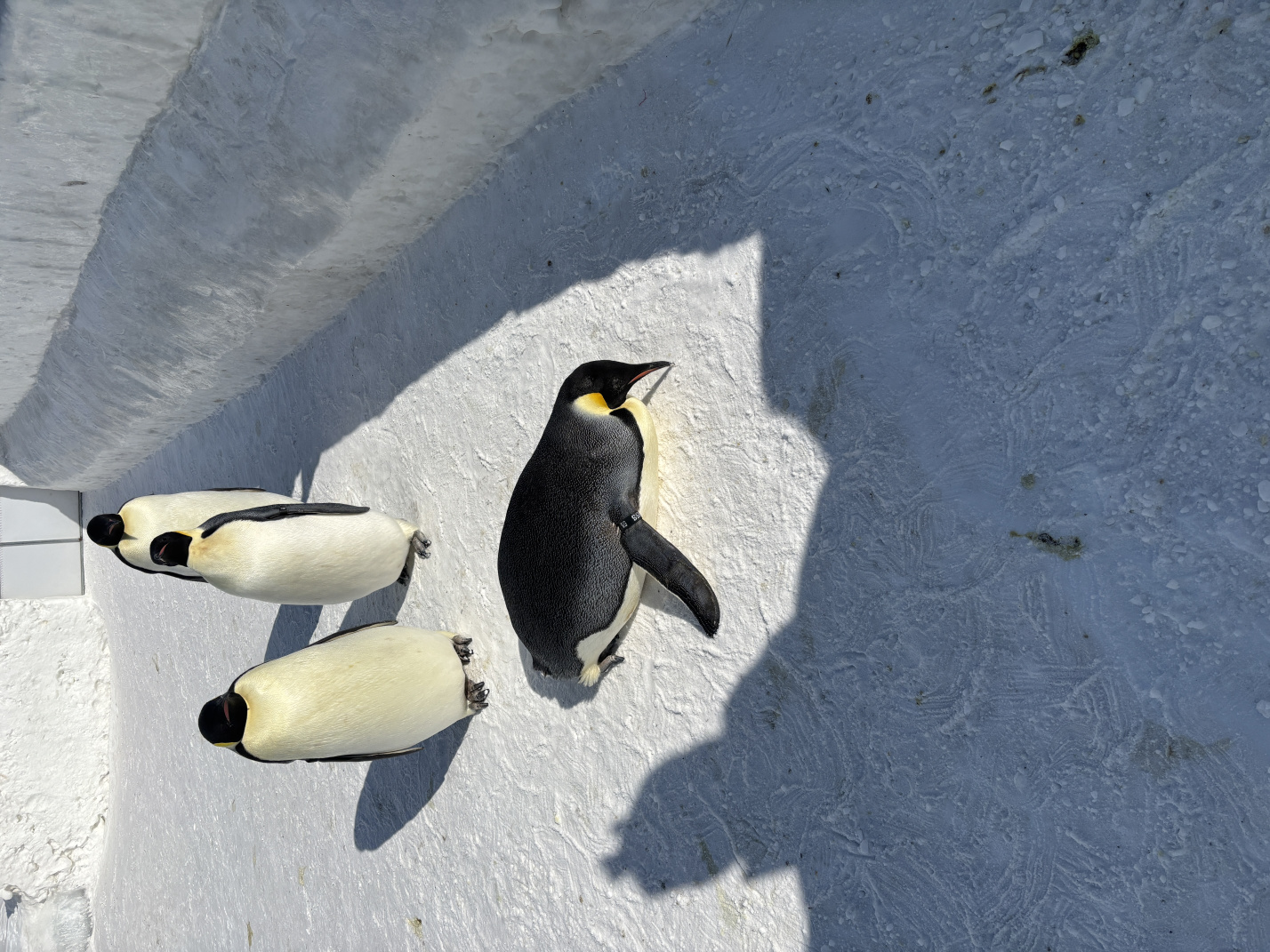 寒假带娃东北游